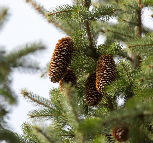 Cones on the tree in nature — Stock Photo, Image