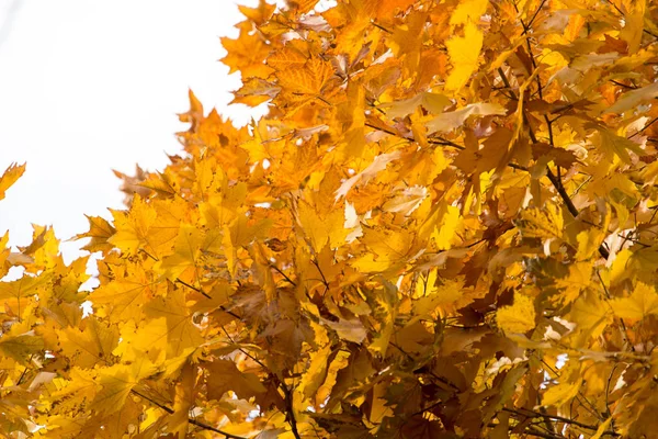 Листья на дереве в природе осенью — стоковое фото