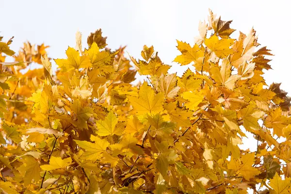 Le foglie sull'albero in natura in autunno — Foto Stock