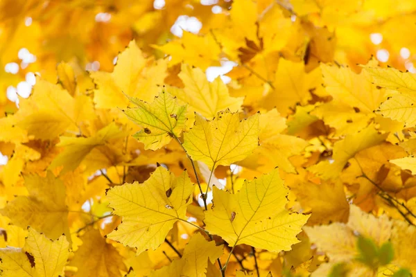 Las hojas en el árbol en la naturaleza en otoño —  Fotos de Stock