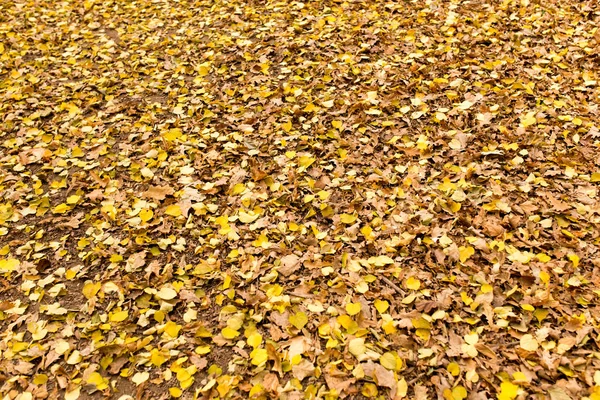 Hojas en el suelo en la naturaleza de otoño — Foto de Stock