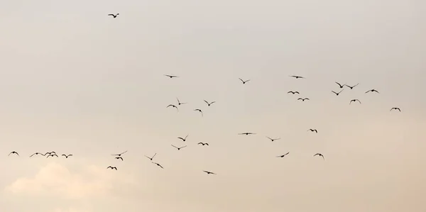 Eine Schar Möwen am Himmel bei Sonnenuntergang — Stockfoto