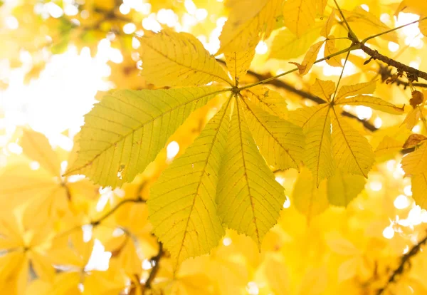 Las hojas en el árbol en la naturaleza en otoño — Foto de Stock