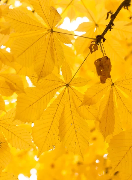 As folhas na árvore na natureza no outono — Fotografia de Stock