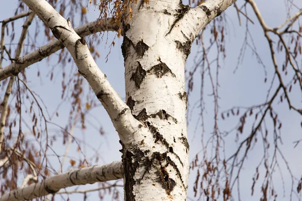 Sonbahar doğada bagaja huş ağacı — Stok fotoğraf