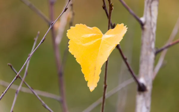 Hojas amarillas en la naturaleza otoñal —  Fotos de Stock