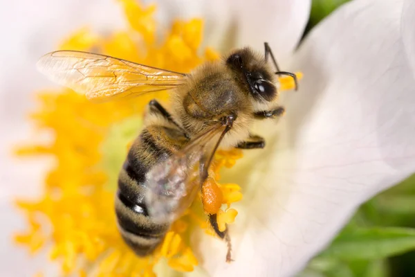 Bee on a flower. macro — Zdjęcie stockowe