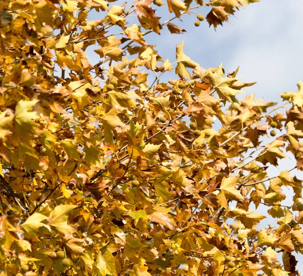 Foglie gialle sulla natura di autunno — Foto Stock