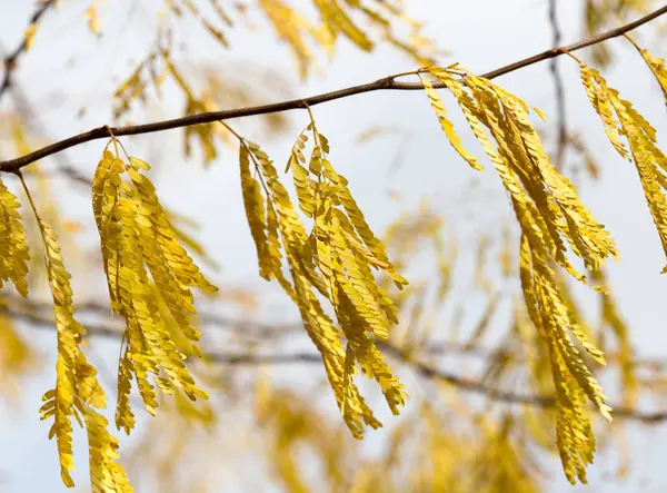 Sárga levelek, az őszi természet — Stock Fotó