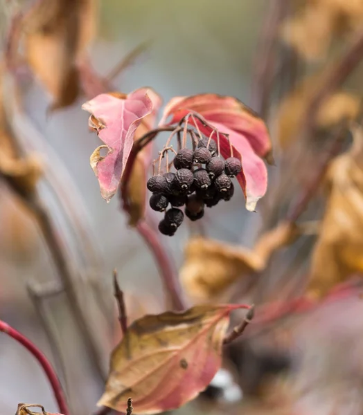Černé plody na stromě na podzim — Stock fotografie