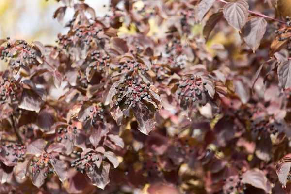 Black berries on a tree in autumn — Stock Photo, Image