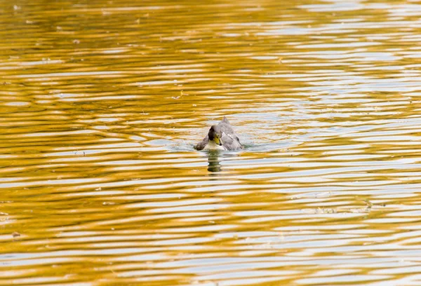 Pato no lago no outono — Fotografia de Stock