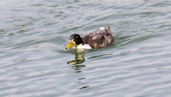 秋の湖をカモします。 — ストック写真