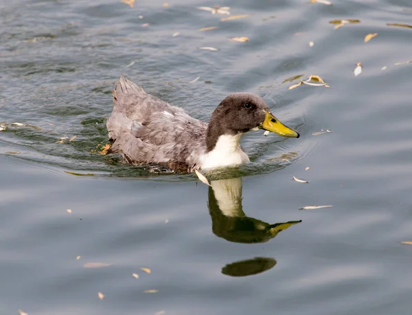 Pato no lago no outono — Fotografia de Stock