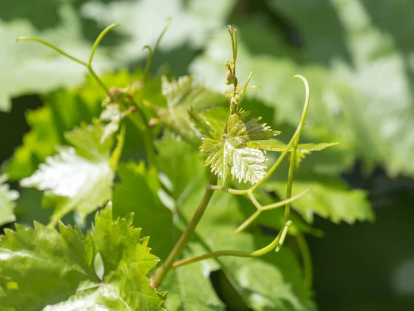 Young grapes on nature — Stock Image Young grapes on nature Royalty Free Stock Photos