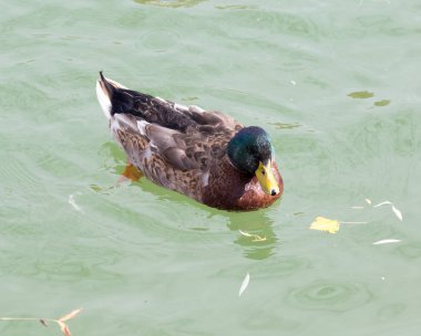 Gölde sonbaharda ördek