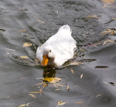 sonbaharda gölde beyaz ördek