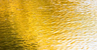 Sarı su yüzeyinde sonbaharda yapraklar.