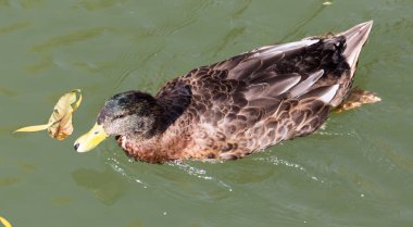 Gölde sonbaharda ördek