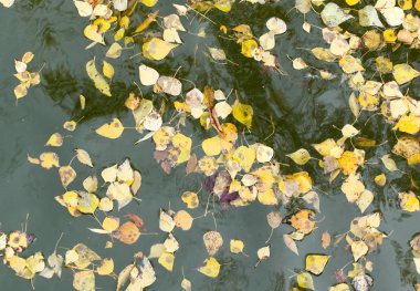 Sarı su yüzeyinde sonbaharda yapraklar.