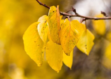 sonbahar doğa sarı yapraklarda