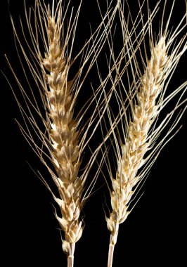 Siyah arka planda buğday kulakları