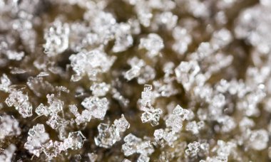 hoarfrost ile yaprak. Makro