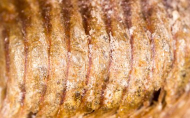 arka plan olarak böcek pupa. Makro