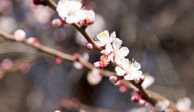 doğa ağacında çiçekler