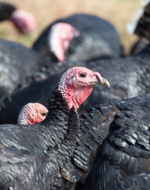 çiftlik Türkiye'nin açık havada