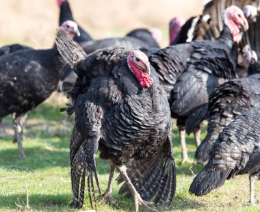 çiftlik Türkiye'nin açık havada