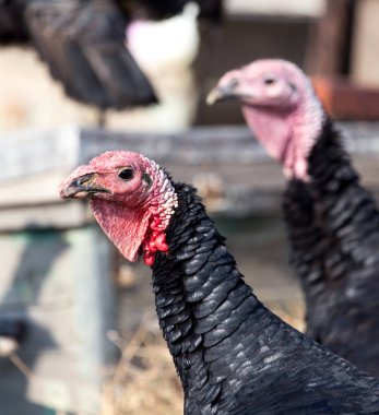 farm turkeys outdoors clipart