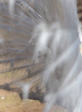 Güzel erkek tavus kuşu portresi. Kuyruk tüyleri yayılmış.