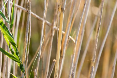 açık havada sonbaharda bulrush