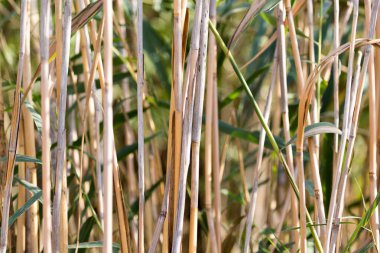 açık havada sonbaharda bulrush