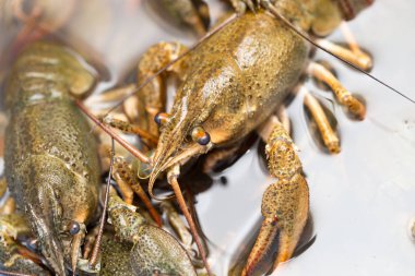 Arka plan olarak suda yaşayan kerevit