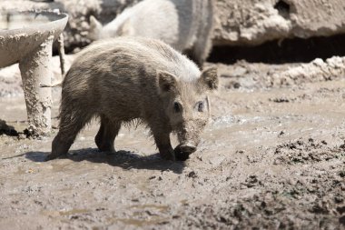 Doğa üzerindeki parkta yaban domuzu