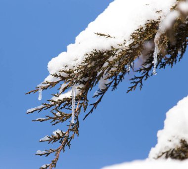 çam ağacı mavi gökyüzüne karşı karda
