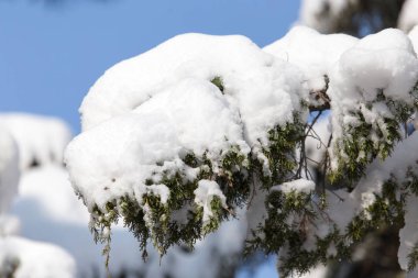 çam ağacı mavi gökyüzüne karşı karda