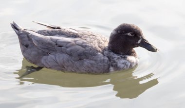 Ördek gölde yüzer