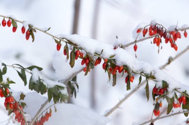 kırmızı biber karda