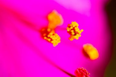 polen çiçek. Makro