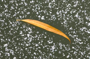 Buz tabakasının altında