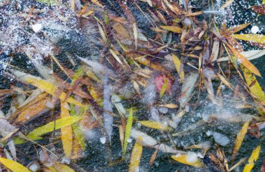 Buz tabakasının altında