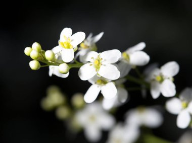 doğada güzel beyaz çiçek