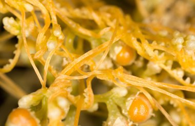 Sarı bitki paraziti