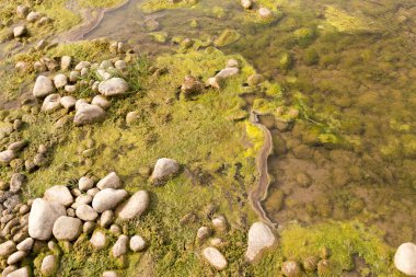 doğada nehir içinde taşlar