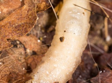 Beyaz doğada larvalar. makro
