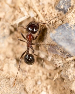 karınca doğada. Makro