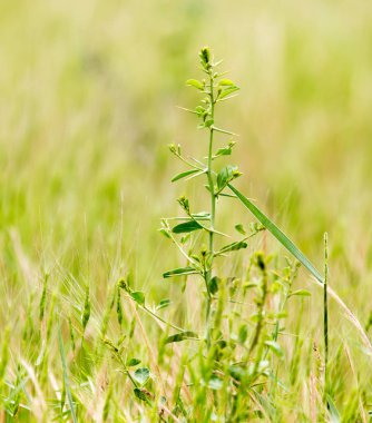 doğa bir parkın içinde yeşil deve diken